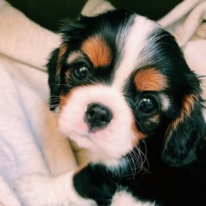 Meet your Posher, Cate